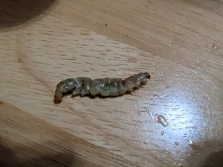 Great Wall Chinese Restaurant