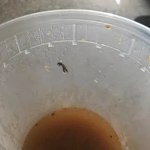Mosquito I found in my soup