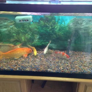 a fish tank with a variety of fish in it