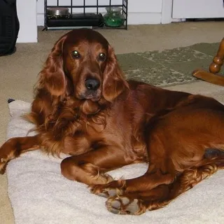 Pamela B.