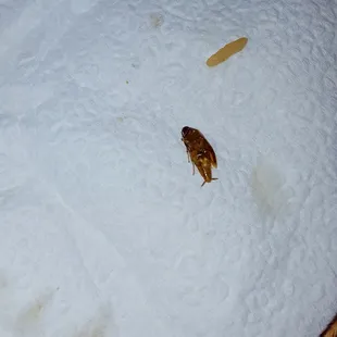 ROACH ON MY FOOD! After 4 years ordering at least 2 times per month, won't be ordering again. So disappointed.