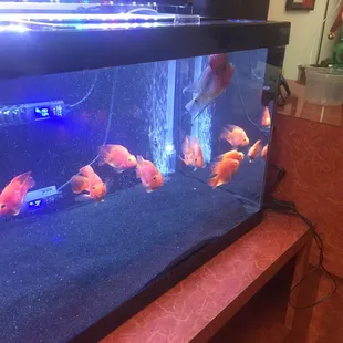 sushi and sashimi, interior