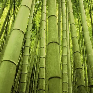 a tall bamboo tree in a forest