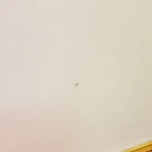 Bugs!