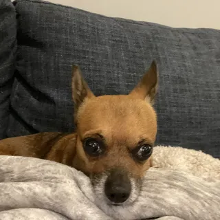 Chloe D.