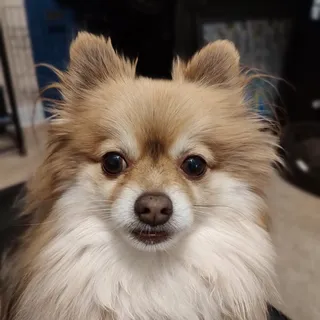 Kori K.
