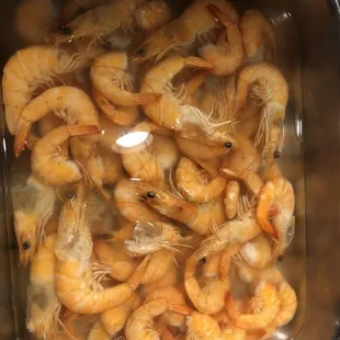 shrimp in a bowl of water
