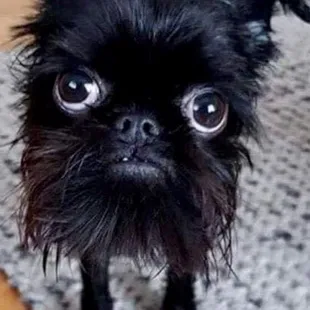 Our doggie that loves Sushi