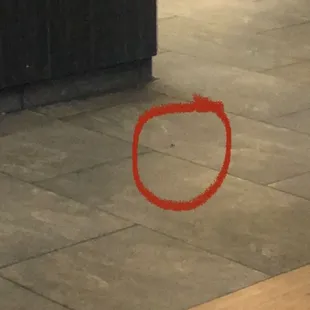 This is the second cockroach
