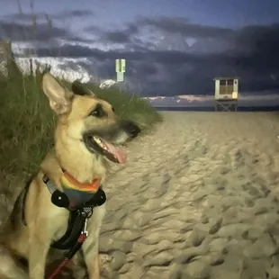 a dog on the beach