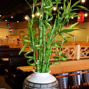 a bamboo plant in a black and white vase