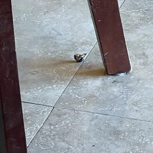 Cockroach