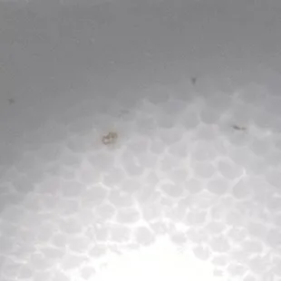 Bugs in soup