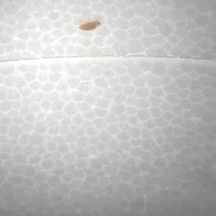 Bugs in soup