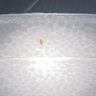 Bugs in soup