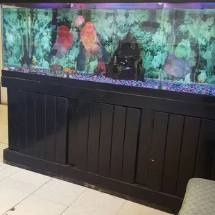 M6 daughter love to see the fish.