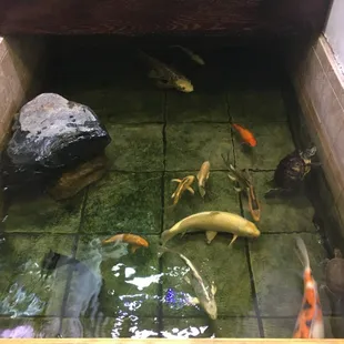 Picture of the fish tank.