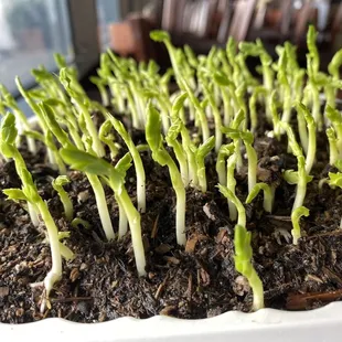 Fresh sprouts growing in the window