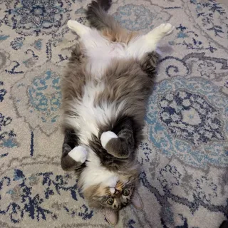 Megan L.