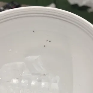 Ants