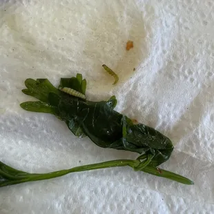 Two maggots from soup