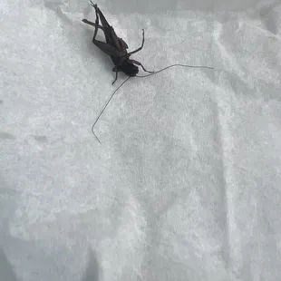 a grasshopper on a piece of paper