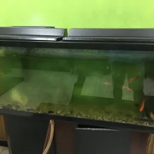 Entered, saw this and did a 180.  If this is acceptable in their dining room/service counter area, imagine what the kitchen must look like.