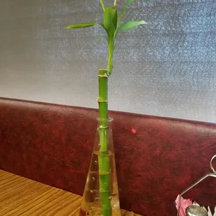 Bamboo
