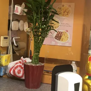 a bamboo plant in a red pot
