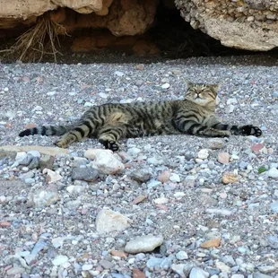 Rook, your friendly trail- cat!