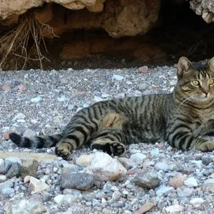 Trail-cat, on alert!!