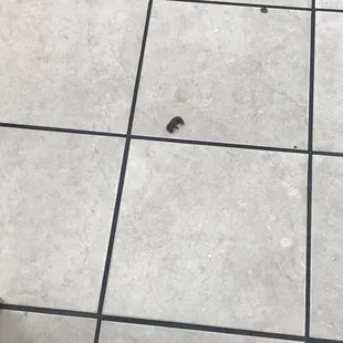 Dead Rat !!!! Zoom in
