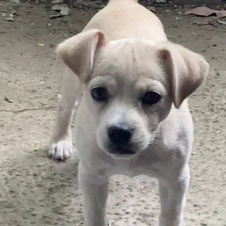 bella Q.