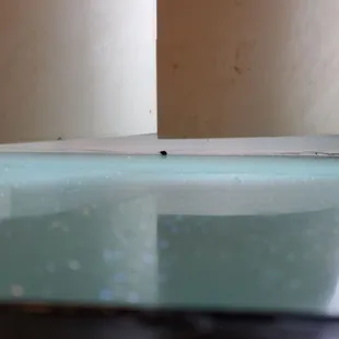 Flies on windows and dirt