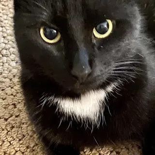 Cooper D.