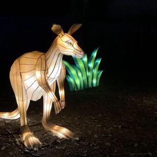 Kangaroo
