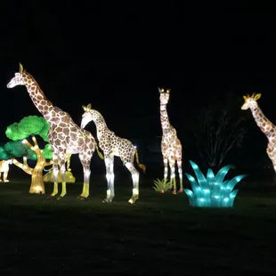 Giraffes