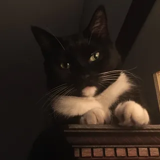 Katt K.