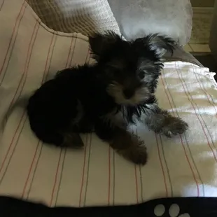 Just my puppy Daisy. She loves  the chip !