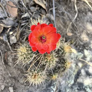 Desert flower