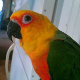 Miss C.