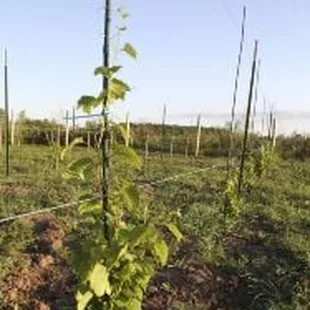 The Chiselled Grape Winery and its small, one acre vineyard reside in Grafton, Wisconsin.