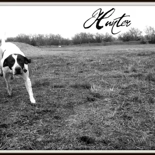 My Dog Hunter at Chisholm Creek day camp
