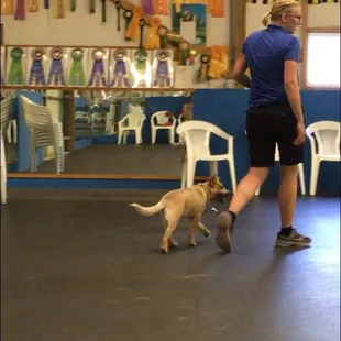 Chisholm Creek Pet Resort in-house obedience training