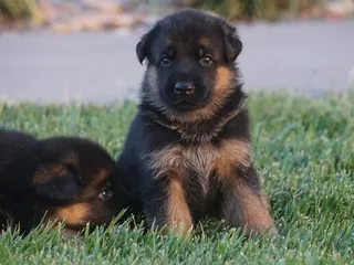 Midwest Dog Center