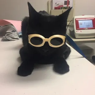 Therapeutic laser treatment for my cat post surgery.