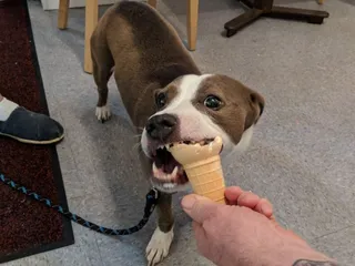 Zsa's Gourmet Ice Cream