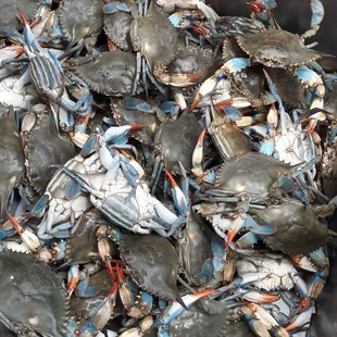 Blue crab
