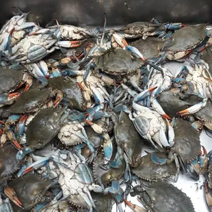 Blue crabs