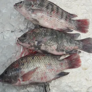 Yeah fish